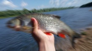 Рыбалка на самодельную блесну из монет своими руками в домашних условиях! #рыбалка #самоделки