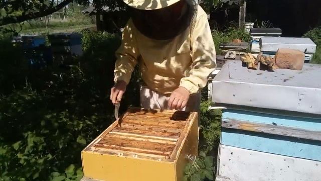 Пасека Лаврова. Состояние отводков на начало июня. смотреть онлайн