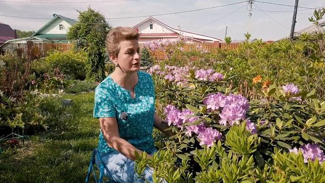Садовые азалии - рододендроны