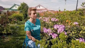 Садовые азалии - рододендроны