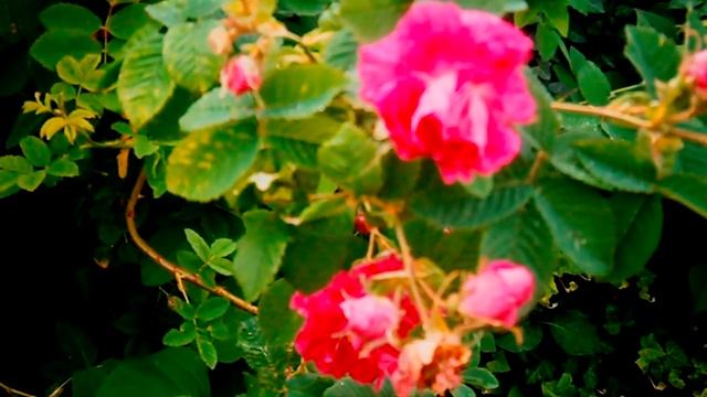 Ликёр из чайной розы в домашних условиях. Два способ смотреть онлайн