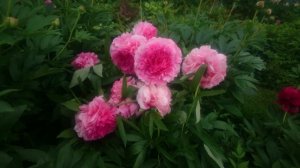 Paeonia Rose Heart