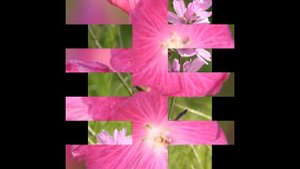 СИДАЛЬЦЕЯ  (SIDALCEA)  сем. Мальвовые