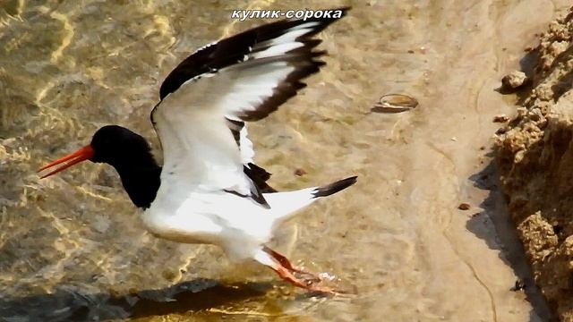 Кулик сорока 2018 смотреть онлайн