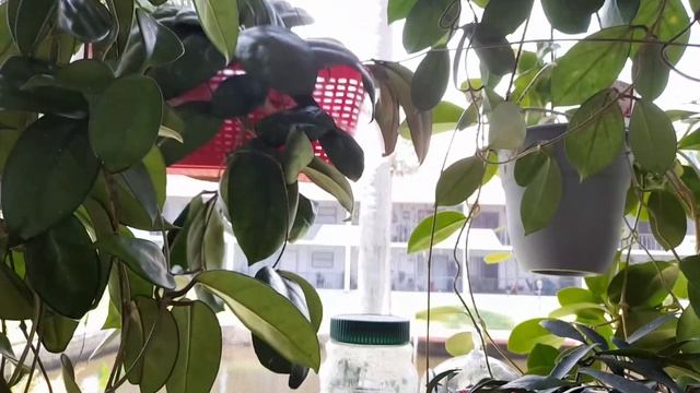 мои хойи. #hoya #flowers #america #flowering#хойя#цветы#америка#цветение смотреть онлайн