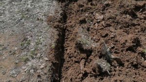 Минипогрузчик. Плуг. Роторная косилка. Ямобур.