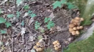 Многие даже не знают как они выглядят. Сбор грибов.