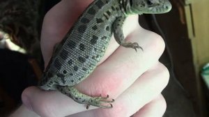 Осмотр вероятно беременной самки Lacerta agilis exigua