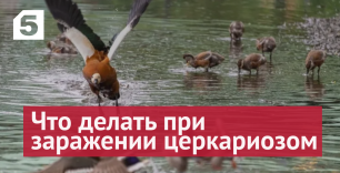 В Санкт-Петербурге «утиные блохи» атакуют отдыхающих: что делать с этой болезнью