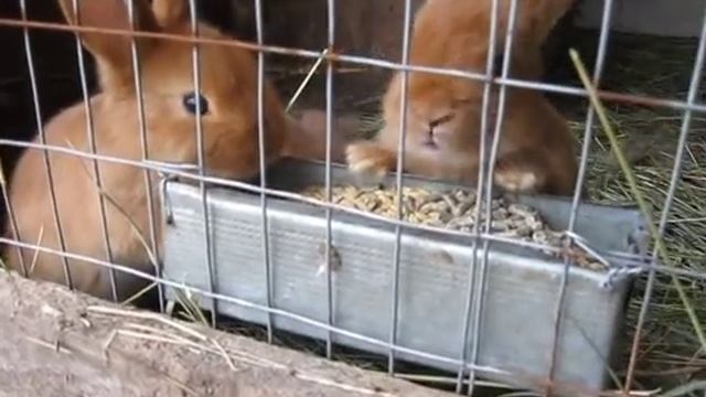 Кролики НЗК. Крольчата второй генерации.avi смотреть онлайн