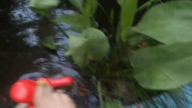 Поливка цветов (часть первая) смотреть онлайн