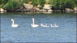 Лебедь белая.wmv
