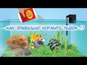 ВСЕ ПРАВИЛА КОРМЛЕНИЯ АКВАРИУМНЫХ РЫБОК.