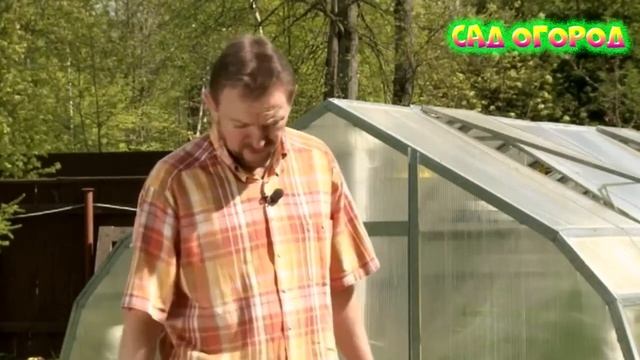 Посадка рассады свеклы