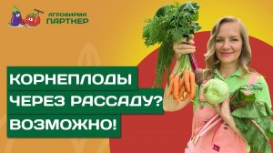 СОБИРАЕМ УРОЖАЙ КОРНЕПЛОДОВ И ЗЕЛЕНИ, ВЫРАЩЕННЫХ ЧЕРЕЗ РАССАДУ