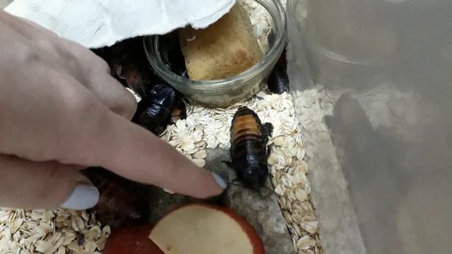 Шипящие тараканы