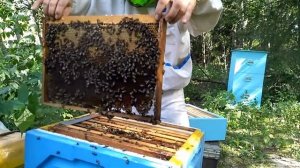 Медосбор маленькой семьей, как получить много меда, Результаты на 22 августа