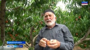 Сезон персиков в Дагестане в самом разгаре