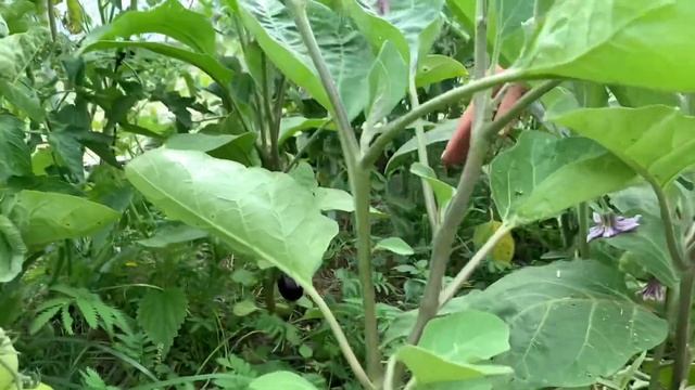 Как мы с детьми справляемся в деревне без мужчины. Ищу помощника смотреть онлайн