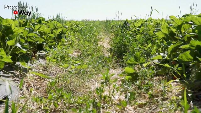 Срочно Полейте Так Клубнику После Посадки - Урожай Гарантирован! смотреть онлайн