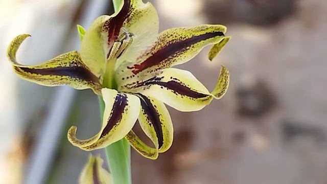 グラジオラス・sp.が咲きました！Gladiolus sp. blooming in my nursery. смотреть онлайн