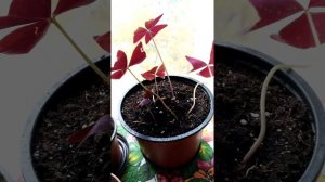 Мой заморыш Оксалис! Кислица Oxalis triangularis