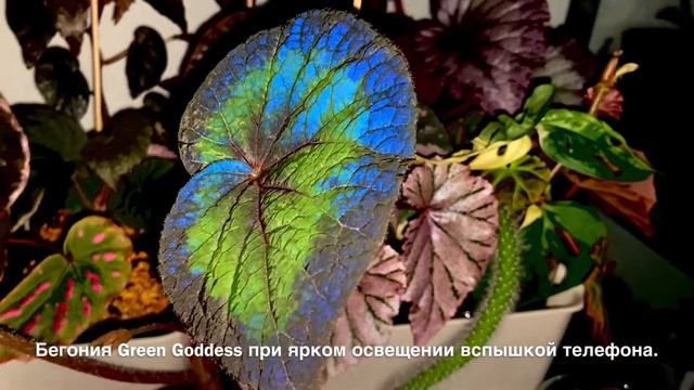 [ОБЗОР] Бегония Green Goddess ?При Обычном Свете И Вспышке ✨ смотреть онлайн