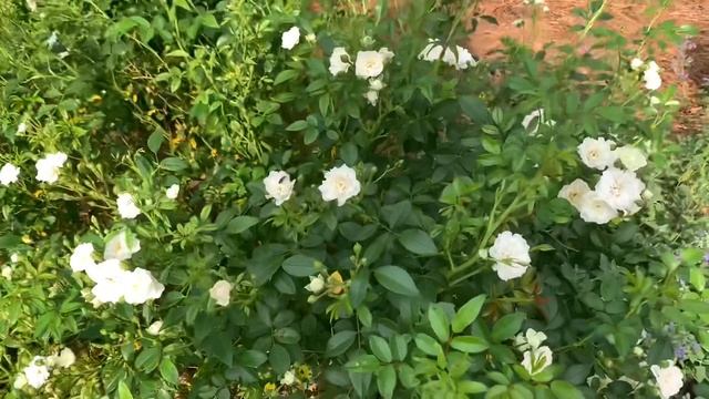 Tour of the Old Garden Roses смотреть онлайн