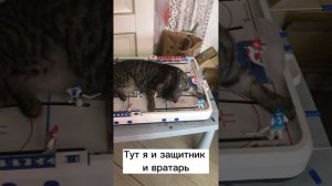 История одного кота