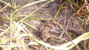 Безобидный ужик поймал непомерную лягушку. Часть 1