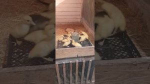 Умная поилка для утят своими руками. Do-it-yourself smart drinker for ducklings. #ducklings #ducks