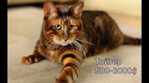 Топ 15 дорогих редких кошек в мире