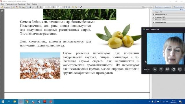 Органические и неорганические вещества растений