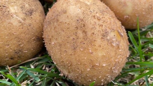 Горняк - для тех, кто любит покрупнее