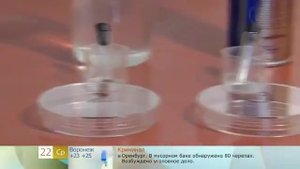 клопы как избавится