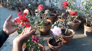 Button Rose  Care , Tips For Care Of Miniature Roses Planted In Containers.