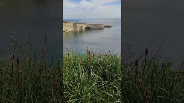 Flora for Honeybees: Asphodel (Asphodelus ramosus) | Delimara, Malta