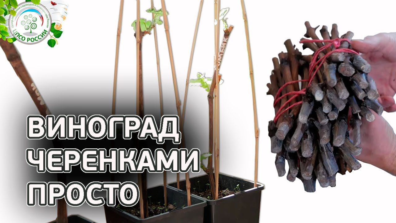 УКОРЕНЕНИЕ ЧЕРЕНКОВ ВИНОГРАДА ПРОСТО.  Как прорастить виноградные черенки.