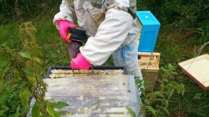 Отстройка  пластиковых рамок пчелами