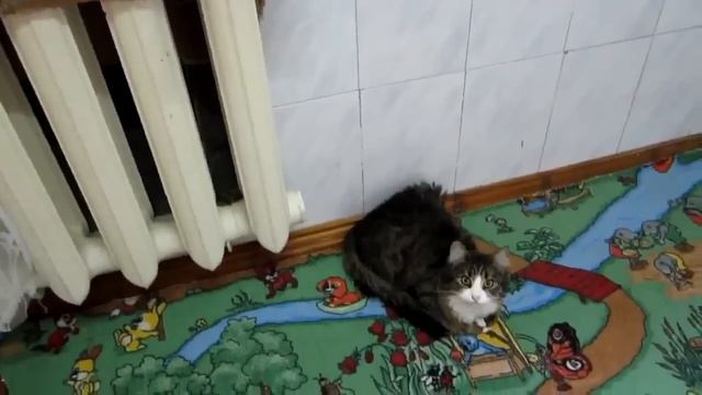 Мега ржач! кошка Маша смешно мяукает!! смотреть онлайн