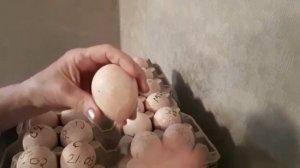 ЗАКЛАДЫВАЕМ ИНДЮШИНЫЕ ЯЙЦА В ИНКУБАТОР