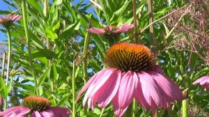 What echinacea looks like