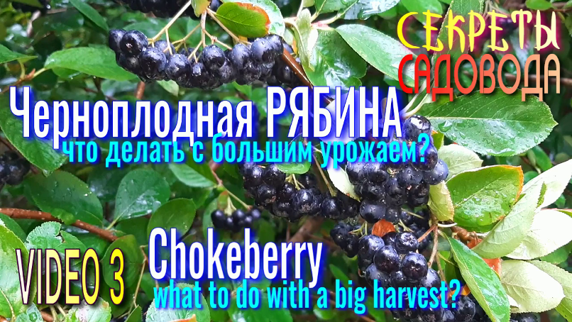 Черноплодная РЯБИНА Video 3. Что делать с БОЛЬШИМ урожаем? "Секреты САДОВОДА". Chokeberry смотреть онлайн