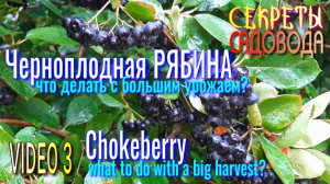 Черноплодная РЯБИНА Video 3. Что делать с БОЛЬШИМ урожаем? "Секреты САДОВОДА". Chokeberry