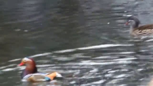 Мандаринка лесная утка смотреть онлайн