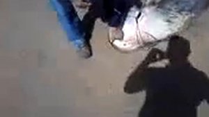 Смотреть Передача "На Рыбалке", 2 Апреля 2013 Г. Ловля На Безмотылку. - Ловля Рыбы Зимой На