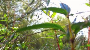 What is Himalayan Balsam?