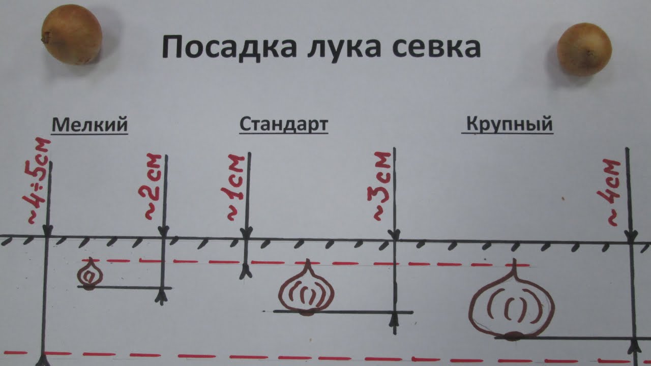 Схема посадки лука на репку из севка