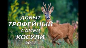 Добыт трофейный самец косули! 2022