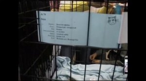 Донской сфинкс видео на котором кошки породы донской сфинкс красуются на выставке кошек